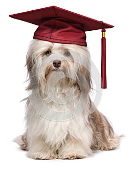 Cute eminent graduation havanese dog wit red cap