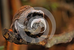 Cute emperor tamarin photo