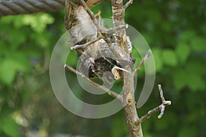 Cute emperor tamarin monkey with its baby.