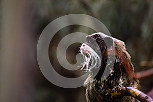 Cute emperor tamarin Saguinus imperator