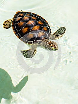 Cute endangered baby turtle