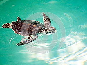 Cute endangered baby turtle