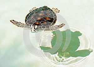 Cute endangered baby turtle