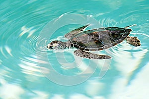 Cute endangered baby turtle