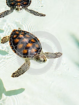 Cute endangered baby turtles