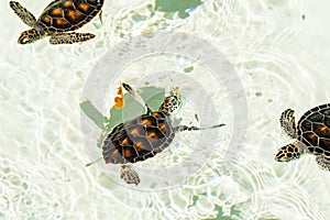 Cute endangered baby turtles