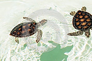 Cute endangered baby turtles