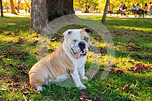 Cute English Bulldog in autumn park. Outdoor portrait of a dog.
