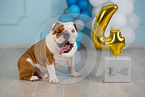 Cute english bulldog celebrating his 4 birthday party dog happy sitting in studio performance