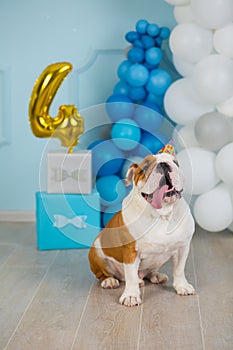 Cute english bulldog celebrating his 4 birthday party dog happy sitting in studio performance