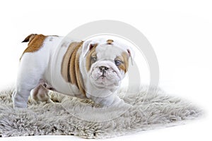 Cute english bulldog dog puppy