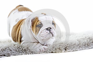 Cute english bulldog dog puppy