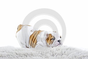 Cute english bulldog dog puppy