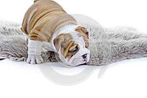 Cute english bulldog dog puppy