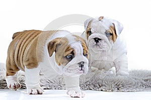 Cute english bulldog dog puppy