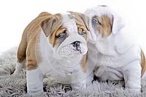 Cute english bulldog dog puppy