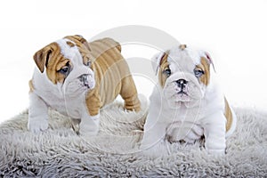 Cute english bulldog dog puppy