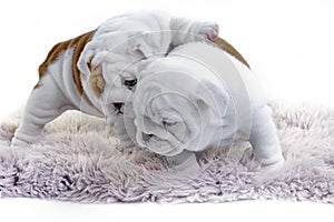 Cute english bulldog dog puppy