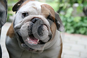 Cute English Bulldog face