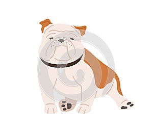 Cute English bulldog with funny muzzle. Adorable British dog in collar. Pretty purebred animal with wrinkled snout