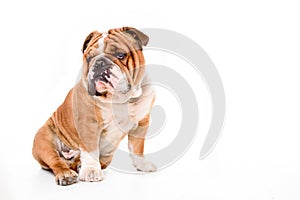 Cute English bulldog isolated