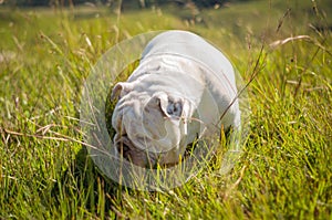 Cute English Bulldog playing on green grass