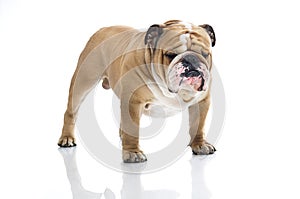 Cute English Bulldog portrait