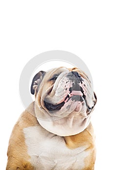 Cute English Bulldog portrait isolated