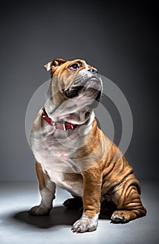 Cute English bulldog pup in the studio