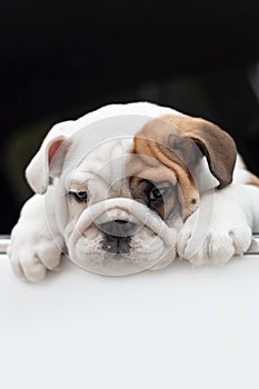 Cute English bulldog puppy in the car. Pets. Animal themes