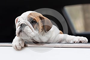 Cute English bulldog puppy in the car. Pets. Animal themes