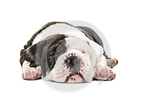 Cute english bulldog puppy dog sound asleep with eyes closed