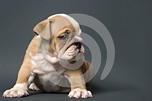 Cute English Bulldog puppy on a gray background . Space for text
