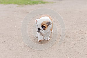 Cute English bulldog puppy. Pets. A thoroughbred dog on a walk