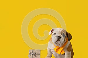 Cute English bulldog puppy on a yellow background. A thoroughbred dog. Holidays and events