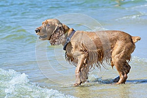 Cute English Cocker Spaniel