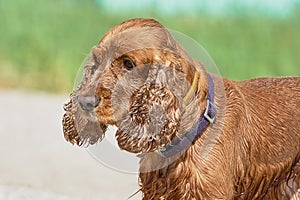 Cute English Cocker Spaniel