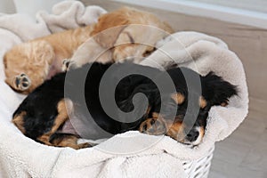 Cute English Cocker Spaniel puppies sleeping on plaid