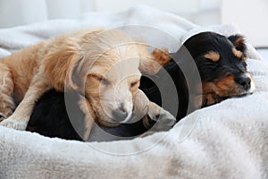 Cute English Cocker Spaniel puppies sleeping