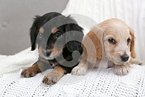 Cute English Cocker Spaniel puppies on plaid