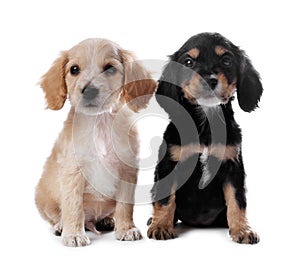 Cute English Cocker Spaniel puppies on background
