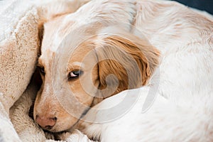 A cute English Cocker Spaniel puppy dog falling asleep