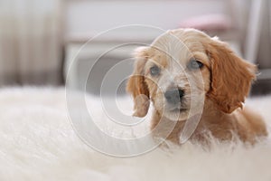 Cute English Cocker Spaniel puppy on fuzzy carpet. Space for text