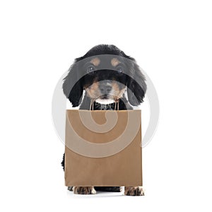 Cute English Cocker Spaniel puppy holding paper shopping bag on white background