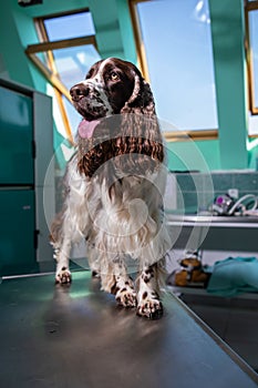 Cute English Cocker Spaniel in a vet clinic