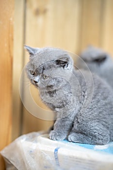 A cute English shorthair blue cat