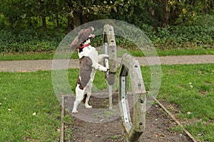 A cute English Springer Spaniel Dog Canis lupus familiaris attempting agility.
