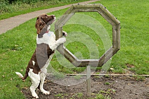 A cute English Springer Spaniel Dog Canis lupus familiaris attempting agility. He hasn`t really come to grips with it yet.