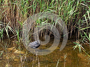 Cute Eurasian coot in natural habitat standing at water`s edge near reeds. Fulica atra.