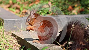 Cute eurasian red squirrel eating peanuts sitting with bushy tail and red fur in autumn sunshine foraging for hard winter is hungr